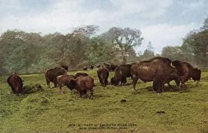 Part of american bison herd in the New York Zoological Park Part of american bison herd in the New York Zoological Park