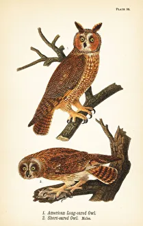 American long-eared owl and short-eared owl American long-eared owl and short-eared owl