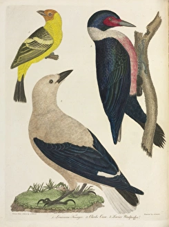 American Ornithology by Alexander Wilson, 1824 American Ornithology by Alexander Wilson, 1824