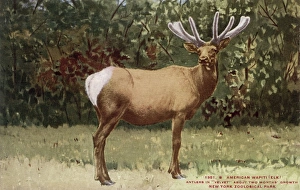 American wapiti (elk) in the New York Zoological Park American wapiti (elk) in the New York Zoological Park