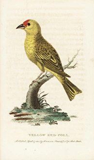 American yellow warbler, Setophaga petechia American yellow warbler, Setophaga petechia