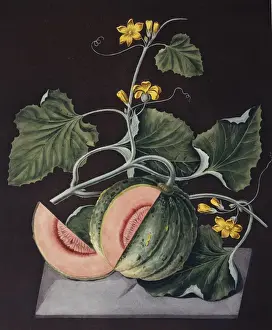 Angiosperm Flowering Plants Prints: Amicua melon