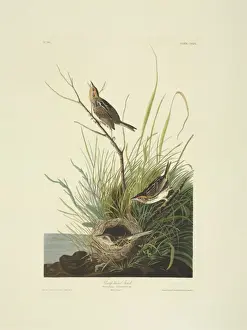 Double Elephant Folio Prints: Ammodramus caudacutus, saltmarsh sharp-tailed sparrow