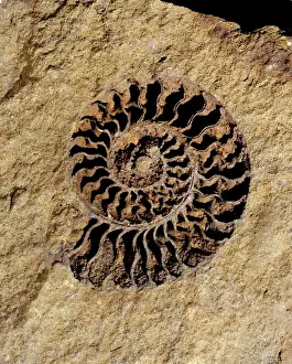 Jurassic Period Marine Life Prints: Ammonite internal cast