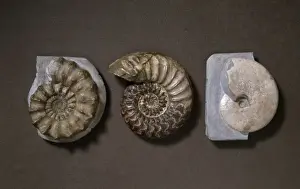 Lyme Regis Fossils Prints: Ammonite selection