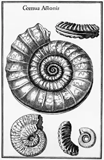 Ammonite Fossils Prints: Ammonites