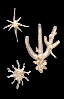 Prints of A glass model of amoebae, created by Leopold and Rudolf Blaschka in the late nineteenth century and held at the Natural History Museum, London Natural History Museum Prints: Glass Model of Amoeba proteus Print, Late 19th Century