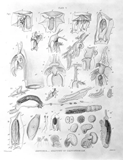 Amphiroa - Anatomy of calycophoridae Amphiroa - Anatomy of calycophoridae