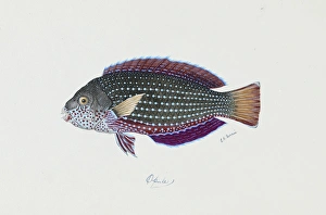 Anampses cuvier, pearl wrasse Anampses cuvier, pearl wrasse