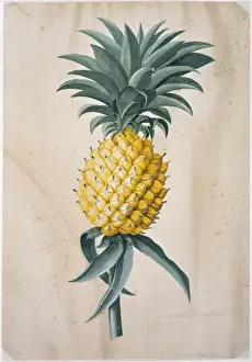 Prints of From a collection of original drawings and sketches by Georg Dionysius Ehret (1708-1770). Held in the Botany Library at the Natural History Museum, London Georg Dionysius Ehret Prints: Ananas sativas Print by Georg Dionysius Ehret, 18th Century