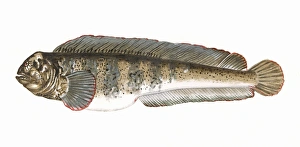 Anarhichas lupus, or Atlantic Wolffish Anarhichas lupus, or Atlantic Wolffish