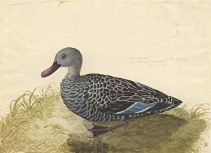 Anas capensis, Cape teal Anas capensis, Cape teal