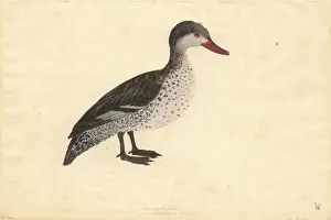 Anas erythrorhyncha, red-billed duck Anas erythrorhyncha, red-billed duck