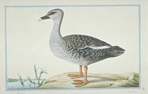 Anas poecilorhyncha, spot-billed duck Anas poecilorhyncha, spot-billed duck