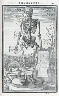 1546 Anatomical Dissection Print by Charles Estienne