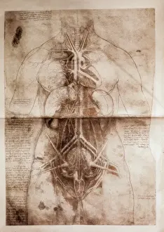Leonardo Da Vinci Anatomy Prints: Anatomical study