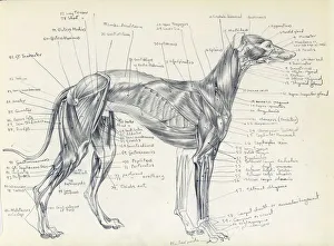 <b class=qtipBold><figcaption>Anatomy of a greyhound</figcaption></b><br>Anatomical drawing of the muscles of a greyhound, precisely labelled.<br><em>© Mary Evans Picture Library 2015 - https://copyrighthub.org/s0/hub1/creation/maryevans/MaryEvansPictureID/10423074</em> Anatomy of a greyhound