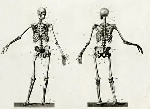 Human Skeleton Anatomy Print: Front and Back Diagram