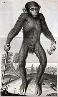 Anatomy - Young chimpanzee Anatomy - Young chimpanzee