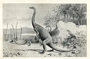 North American Dinosaurs Prints: Anchisaurus polyzelus