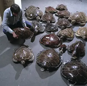 Andrew Stimson Print: Confiscated Marine Turtles