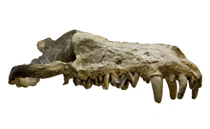 Andrewsarchus mongoliencis, Skull cast Andrewsarchus mongoliencis, Skull cast
