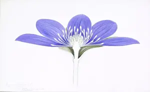 Arthur Harry Church Artwork Prints: Anemone hepatica, liverleaf
