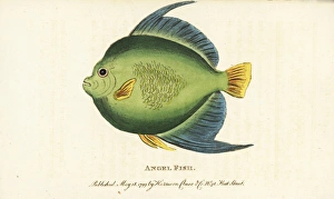 Angel fish or monk fish, Pomacanthus species Angel fish or monk fish, Pomacanthus species