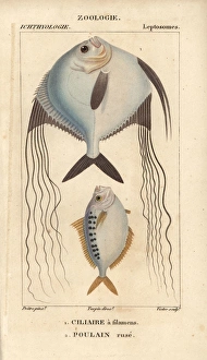 Angelfish? and ponyfish, Leiognathus equulus? Angelfish? and ponyfish, Leiognathus equulus?