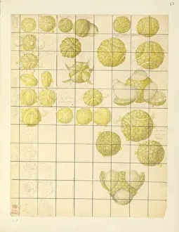 Angiosperm pollen Print, watercolour on paper