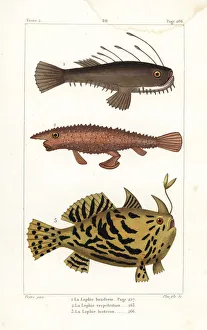 Angler fish, longnose batfish, and Sargassumfish Angler fish, longnose batfish, and Sargassumfish