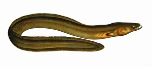 Anguilla anguilla, or Broad-Nosed Eel Anguilla anguilla, or Broad-Nosed Eel