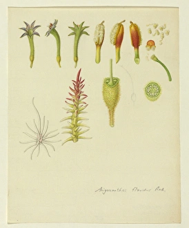 Anigozanthos flavidus, Tall kangaroo paw Anigozanthos flavidus, Tall kangaroo paw