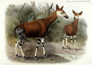 Okapi Print, 1903 by Johnston