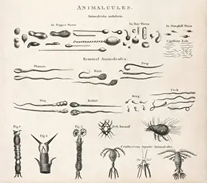 17th Century Science Prints: Animalcules