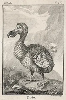 Prints of Animals/Extinct/Dodo Allies Prints: Dodo Bird Lithograph Print
