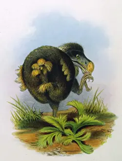 Prints of DODO EXTINCT BIRD Allies Prints: Dodo Bird Print