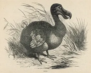 Dodo Bird Print