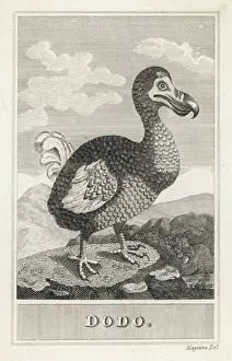 Dodo Print
