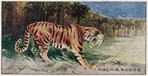 Sabre Toothed Cat Prints: Animals / Extinct / Smilodon
