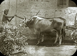 Animals at a French Zoo - Buffalo cart Animals at a French Zoo - Buffalo cart