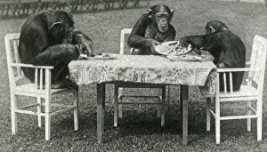 Animals at a French Zoo - Chimpanzee Tea Party Animals at a French Zoo - Chimpanzee Tea Party