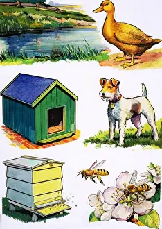 Prints of Animals and Their Homes Pond Duck Prints: Mary Evans Prints Online - Animals and Their Homes Print