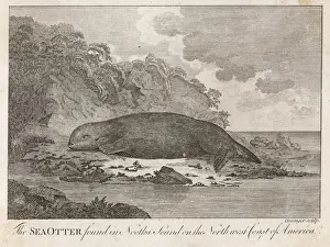 Prints of The Seaotter found in Nootka found on the Northwest Coast of America Sea Otter Prints: Northwest Coast Sea Otter Print