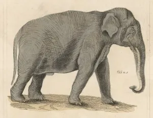Indian Elephant Print C1930