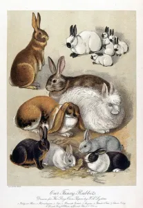 Rabbits in Various Breeds Print