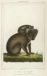 Prints of Koala bear carrying its young (phascolaretos fuscus) Animal Prints: Koala Bear and Young Print