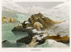 Prints of A group of polar bears in an icy landscape. One has caught a fish and is warning the others off with a fierce growl. Date: 1865 Animal Prints: Polar Bear Print, 1865