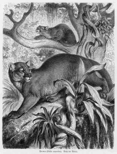 Prints of (felis concolar) also known as the COUGAR, and even as the PANTHER or MOUNTAIN LION. Resident in South America Animal Prints: South American Mountain Lion Print