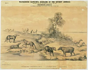 Anoplotherium commune & gracile, Palaeotherium Anoplotherium commune & gracile, Palaeotherium